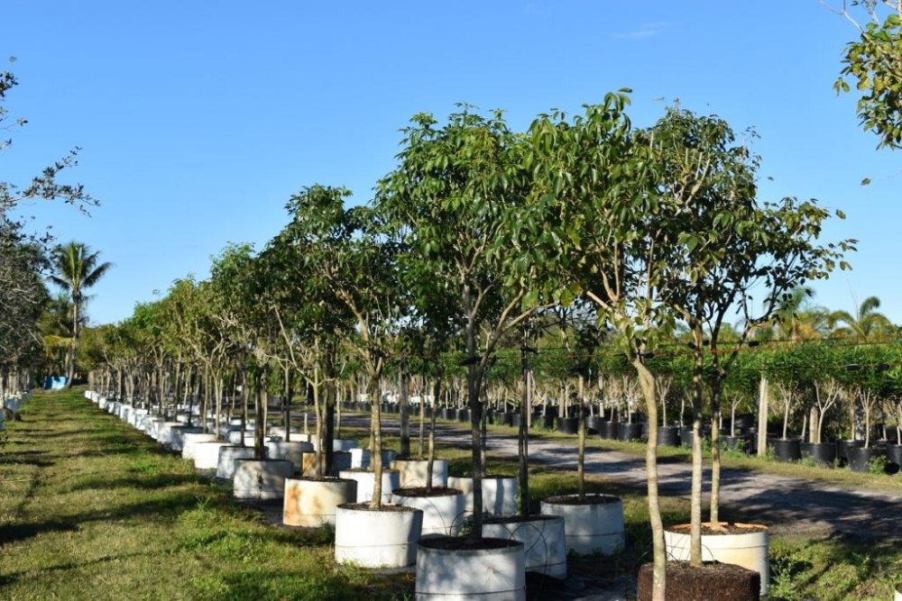 tabebuia-impetiginosa-purple-trumpet-tree