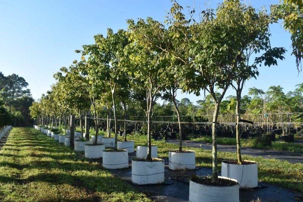 tabebuia-impetiginosa-purple-trumpet-tree