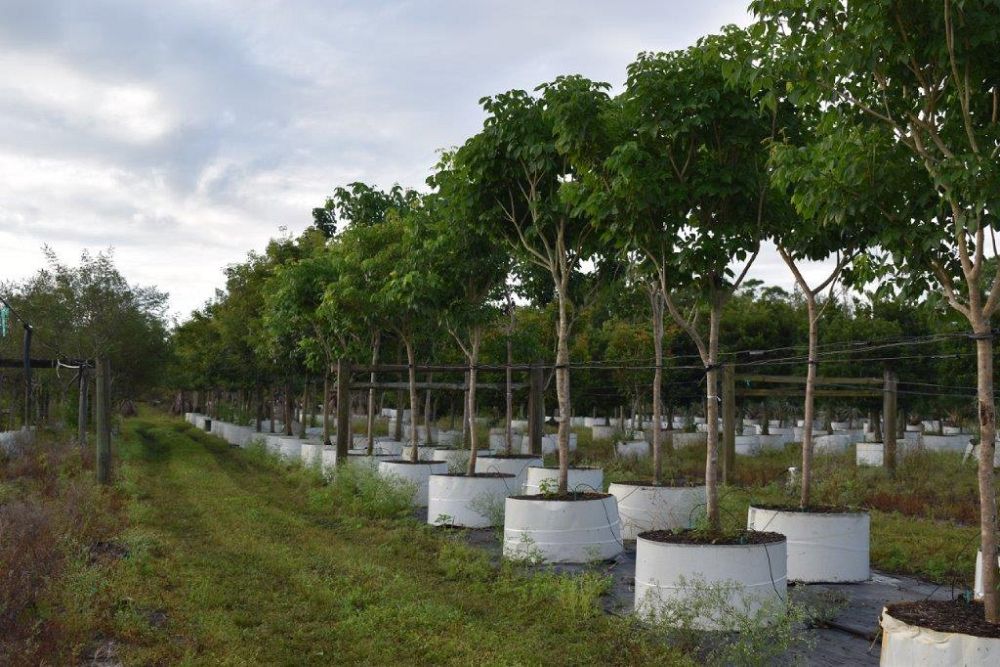 tabebuia-impetiginosa-purple-trumpet-tree