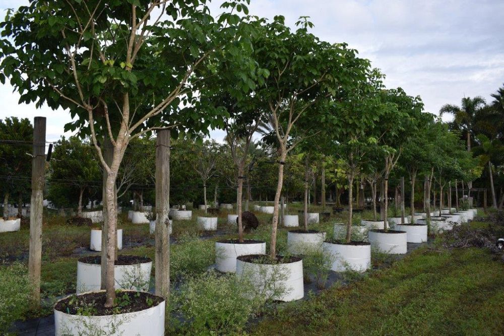tabebuia-impetiginosa-purple-trumpet-tree