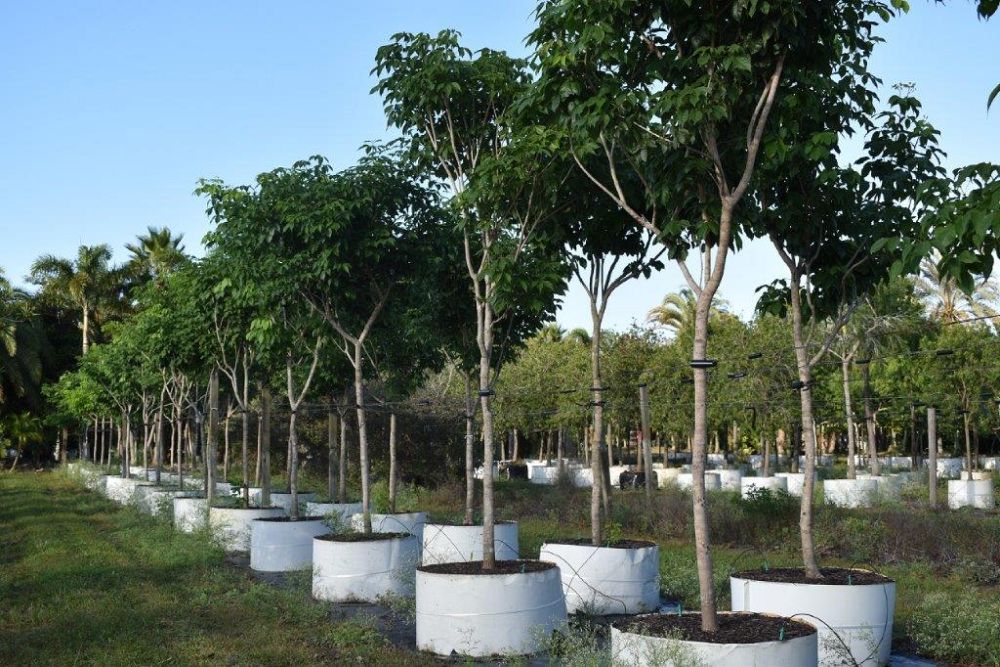 tabebuia-impetiginosa-purple-trumpet-tree