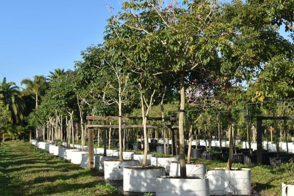 tabebuia-impetiginosa-purple-trumpet-tree