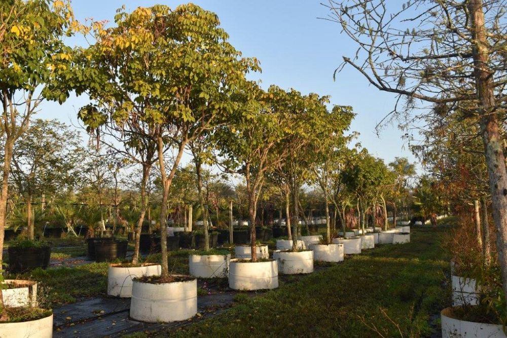 tabebuia-impetiginosa-purple-trumpet-tree