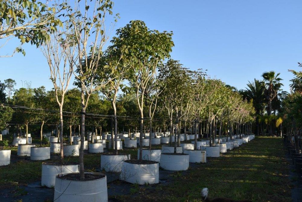 tabebuia-impetiginosa-purple-trumpet-tree