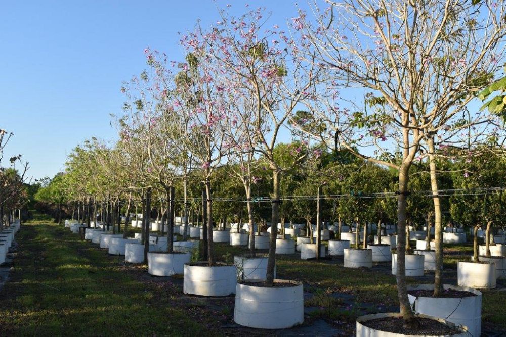 tabebuia-impetiginosa-purple-trumpet-tree