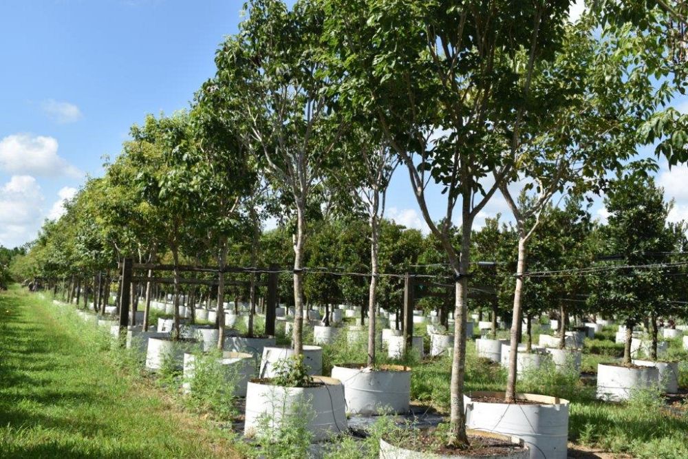 tabebuia-impetiginosa-purple-trumpet-tree