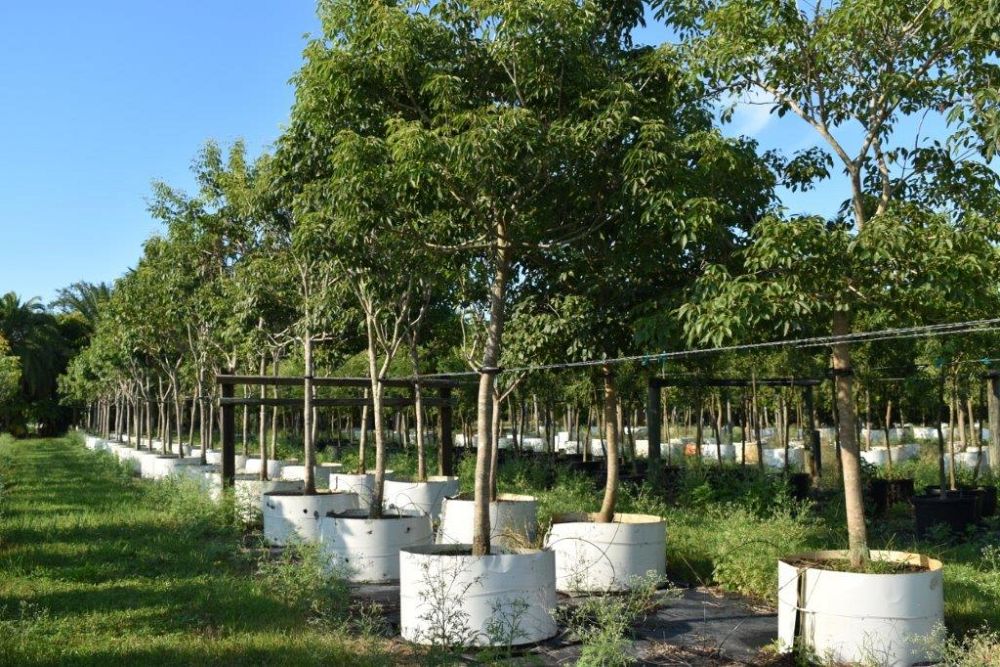 tabebuia-impetiginosa-purple-trumpet-tree
