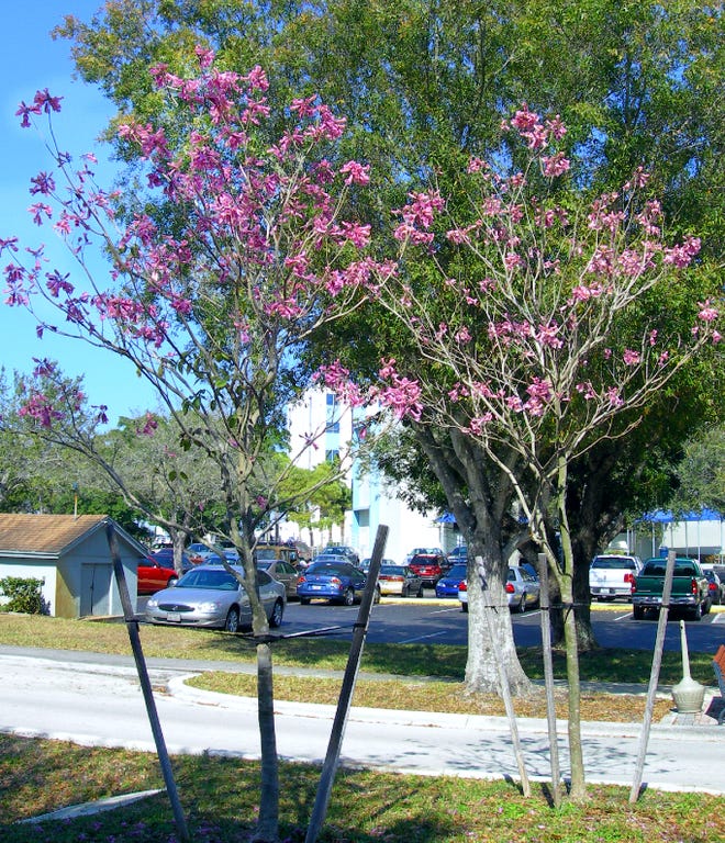 tabebuia-impetiginosa-purple-trumpet-tree