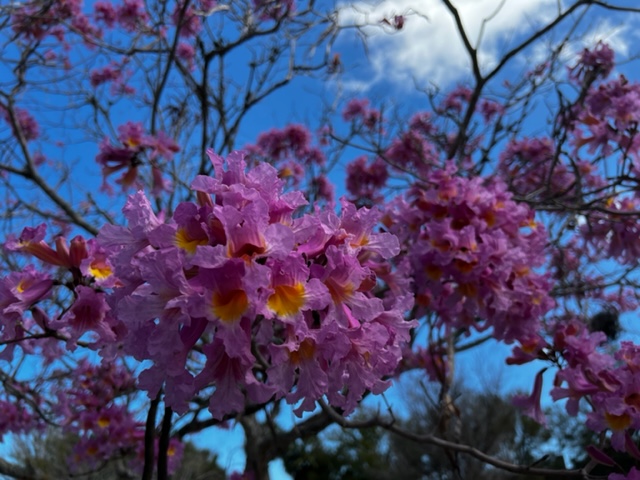 tabebuia-impetiginosa-purple-trumpet-tree