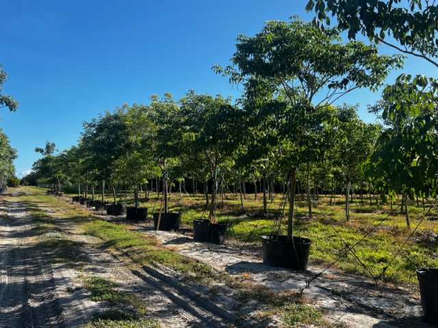 tabebuia-impetiginosa-purple-trumpet-tree