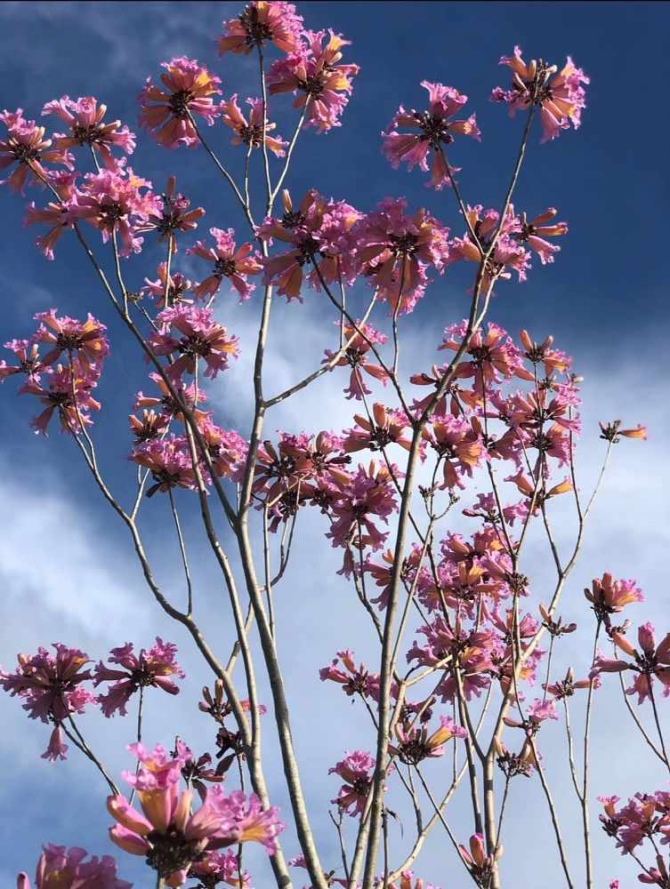 tabebuia-impetiginosa-purple-trumpet-tree