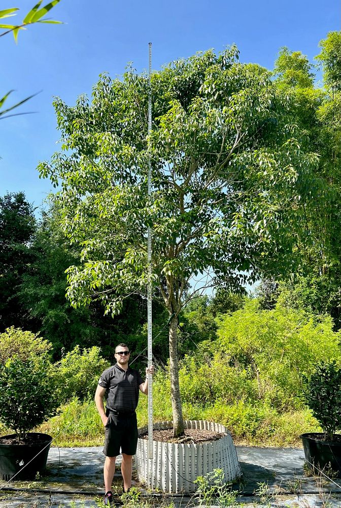 tabebuia-impetiginosa-purple-trumpet-tree