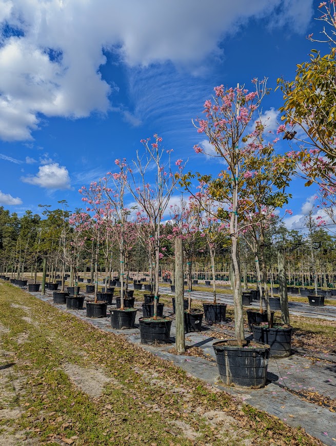 tabebuia-impetiginosa-purple-trumpet-tree