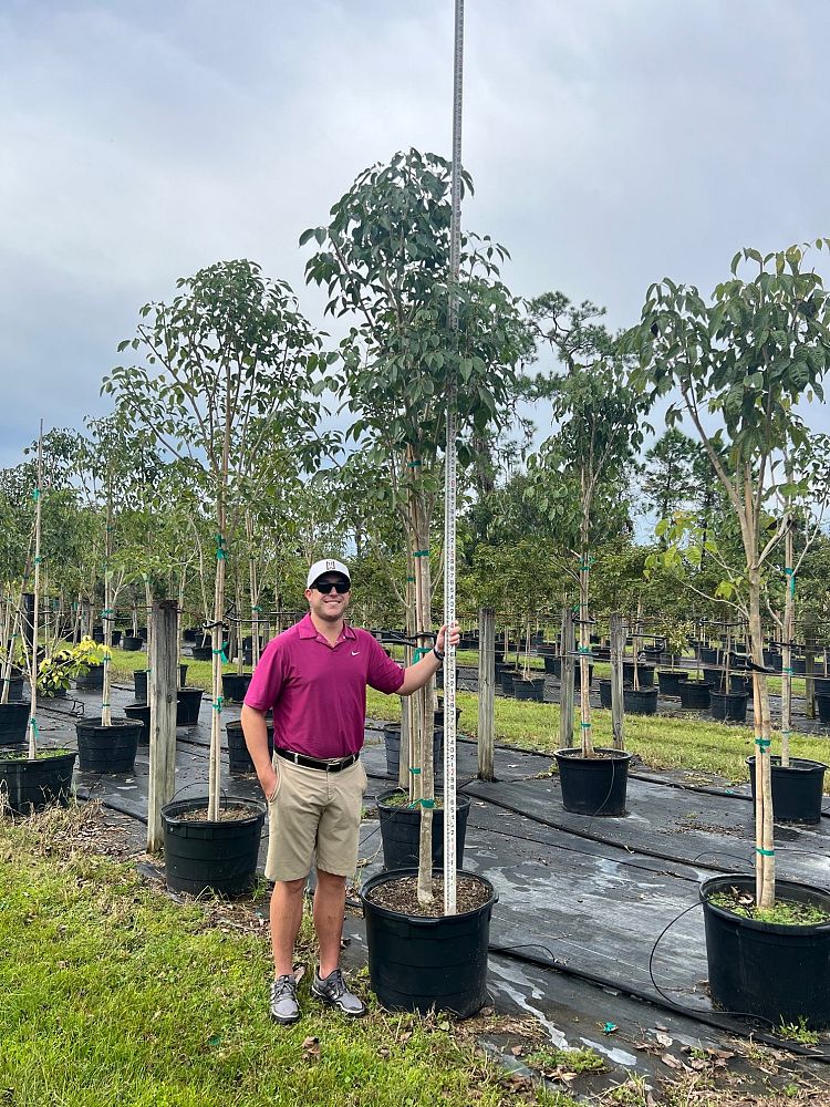 tabebuia-impetiginosa-purple-trumpet-tree