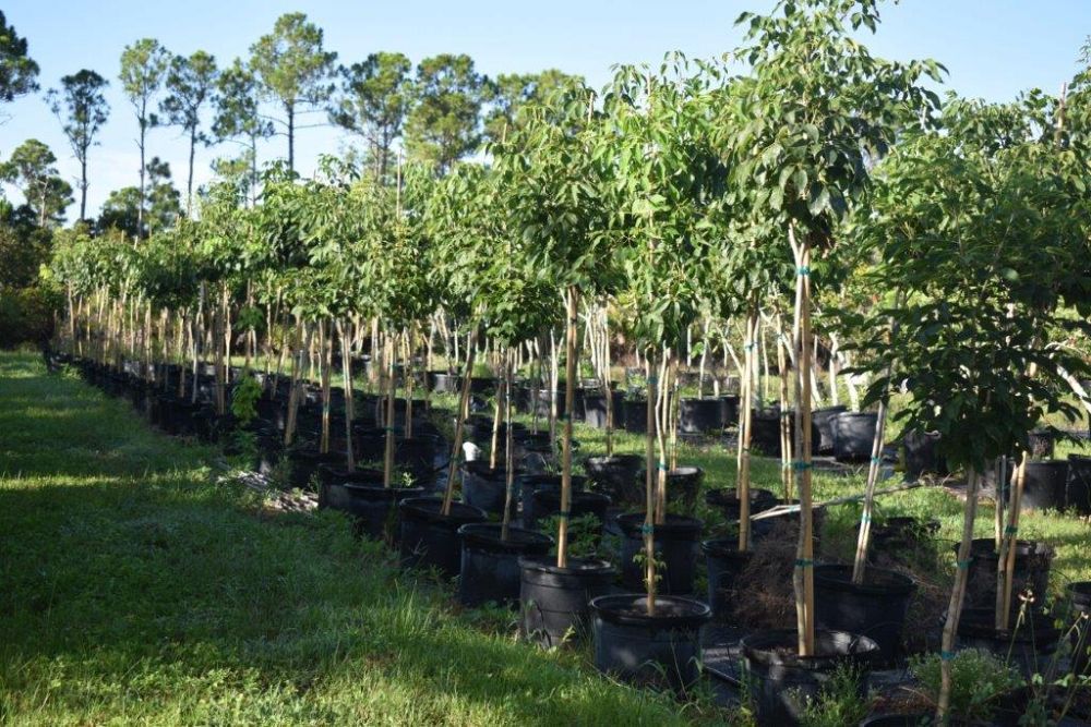 tabebuia-impetiginosa-purple-trumpet-tree