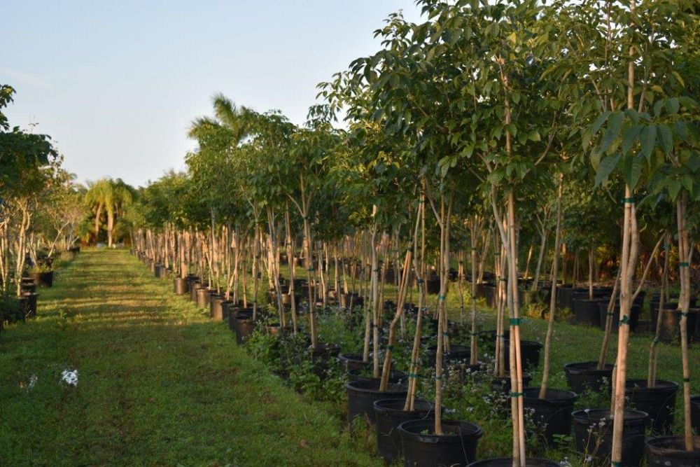 tabebuia-impetiginosa-purple-trumpet-tree