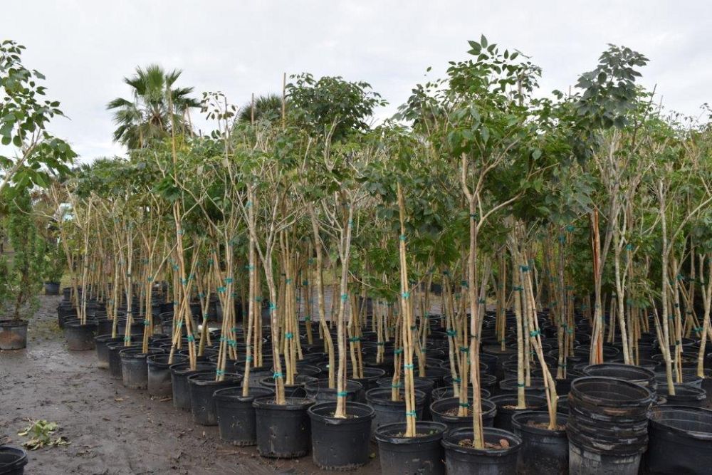 tabebuia-impetiginosa-purple-trumpet-tree