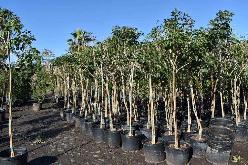 tabebuia-impetiginosa-purple-trumpet-tree