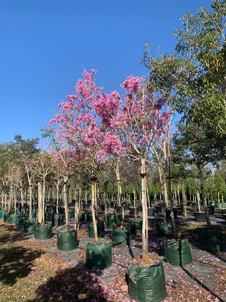 tabebuia-impetiginosa-purple-trumpet-tree