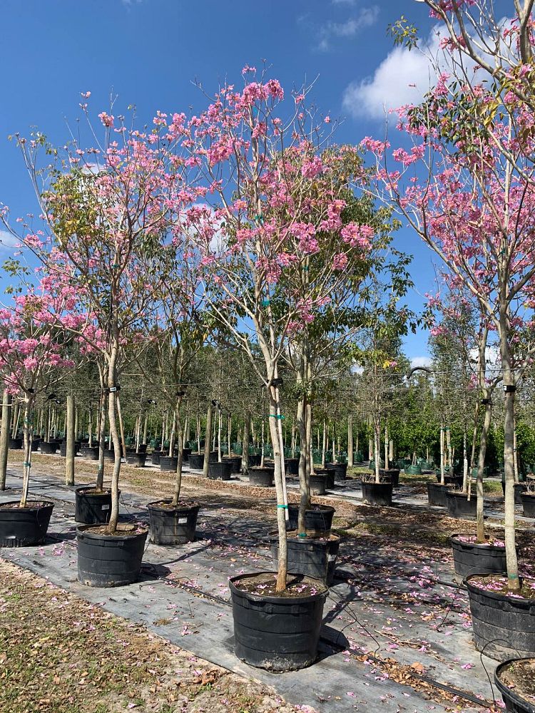 tabebuia-impetiginosa-purple-trumpet-tree