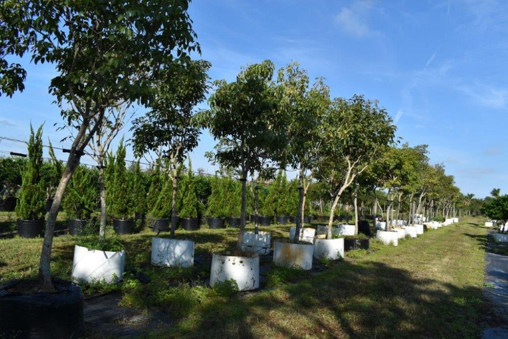tabebuia-impetiginosa-purple-trumpet-tree