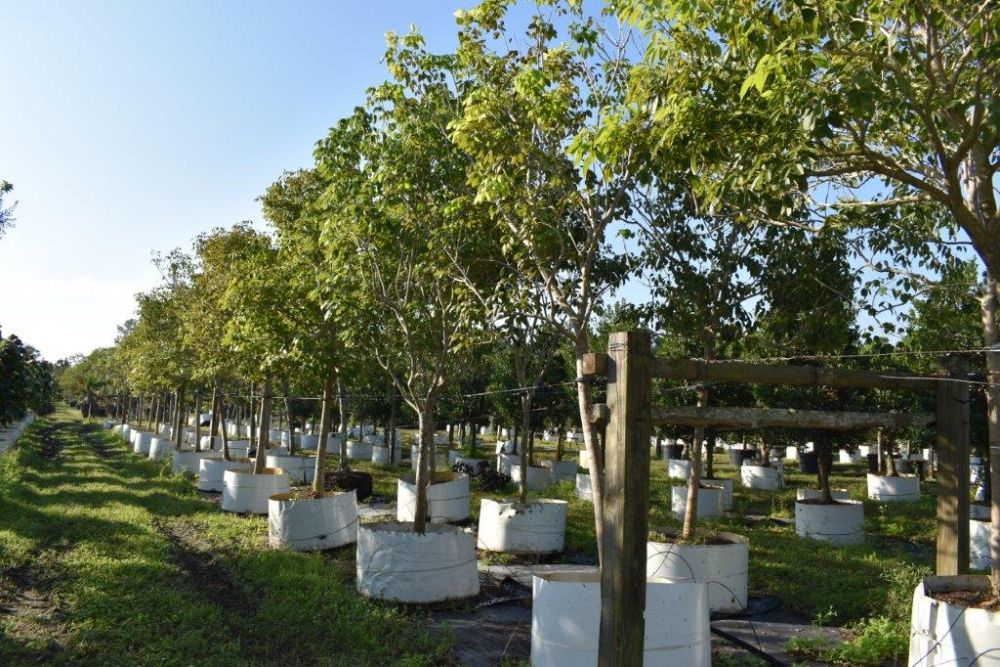 tabebuia-impetiginosa-purple-trumpet-tree