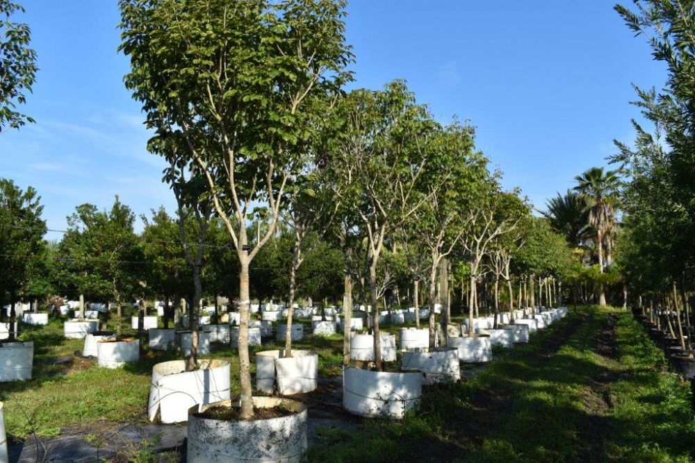 tabebuia-impetiginosa-purple-trumpet-tree