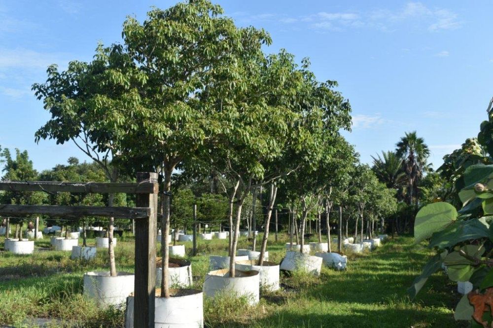tabebuia-impetiginosa-purple-trumpet-tree