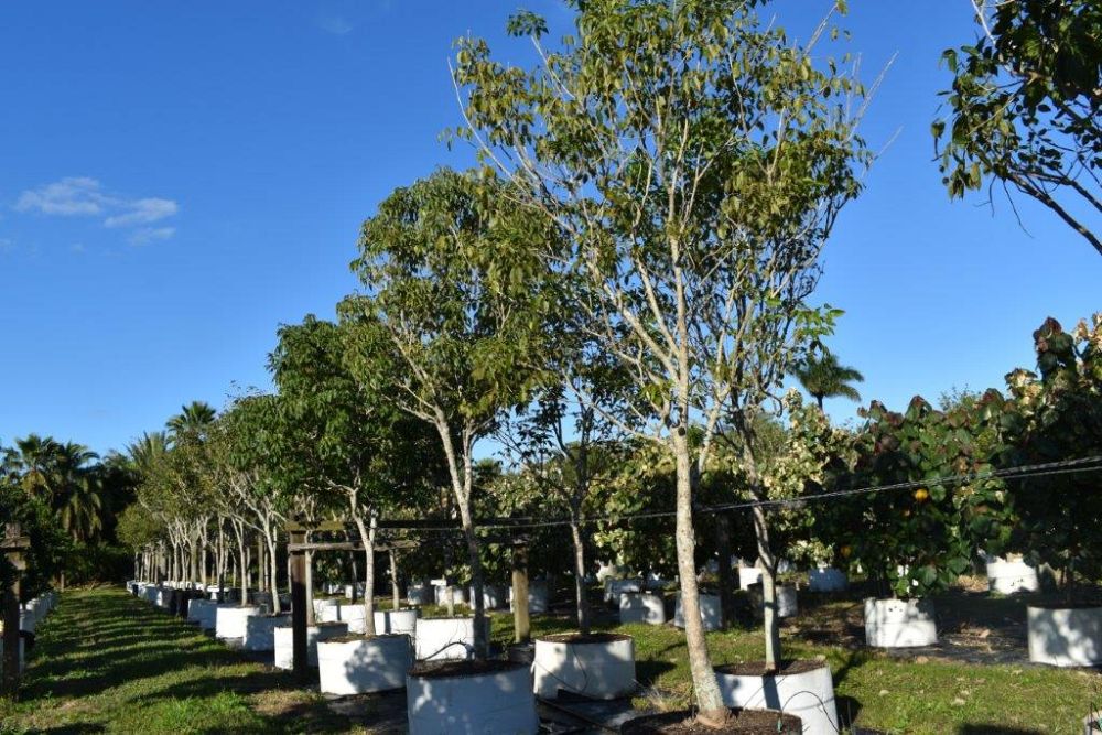 tabebuia-impetiginosa-purple-trumpet-tree