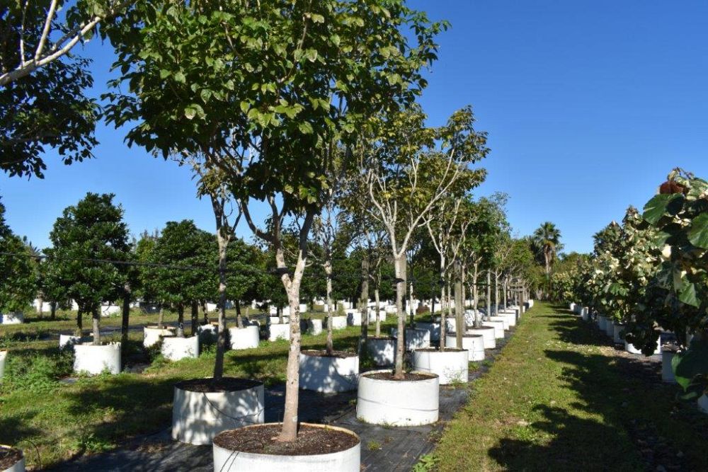 tabebuia-impetiginosa-purple-trumpet-tree