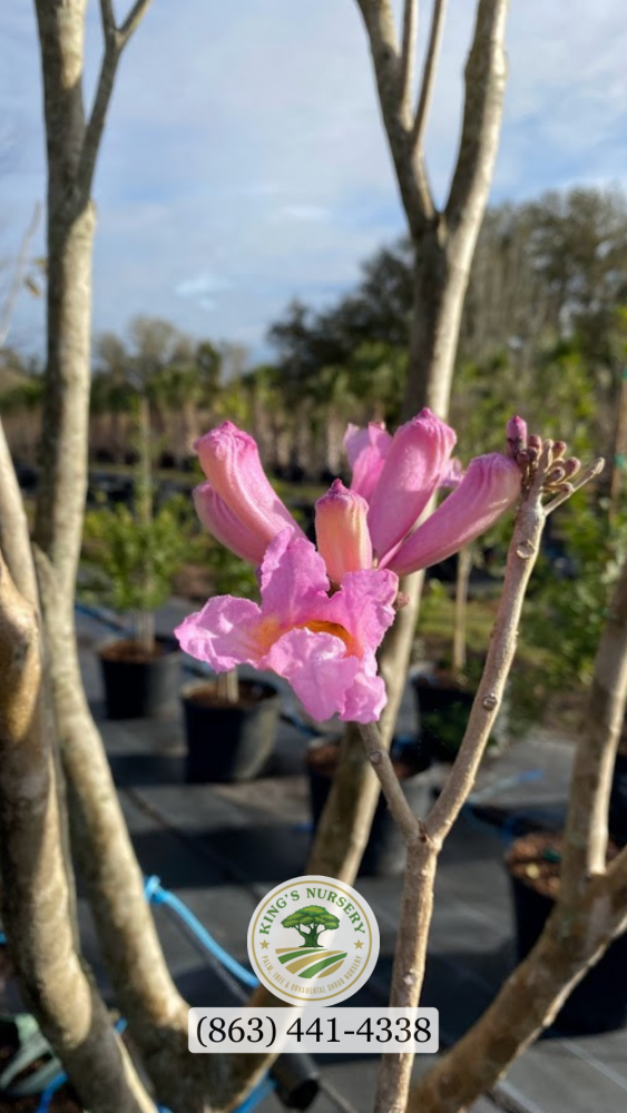 tabebuia-impetiginosa-purple-trumpet-tree