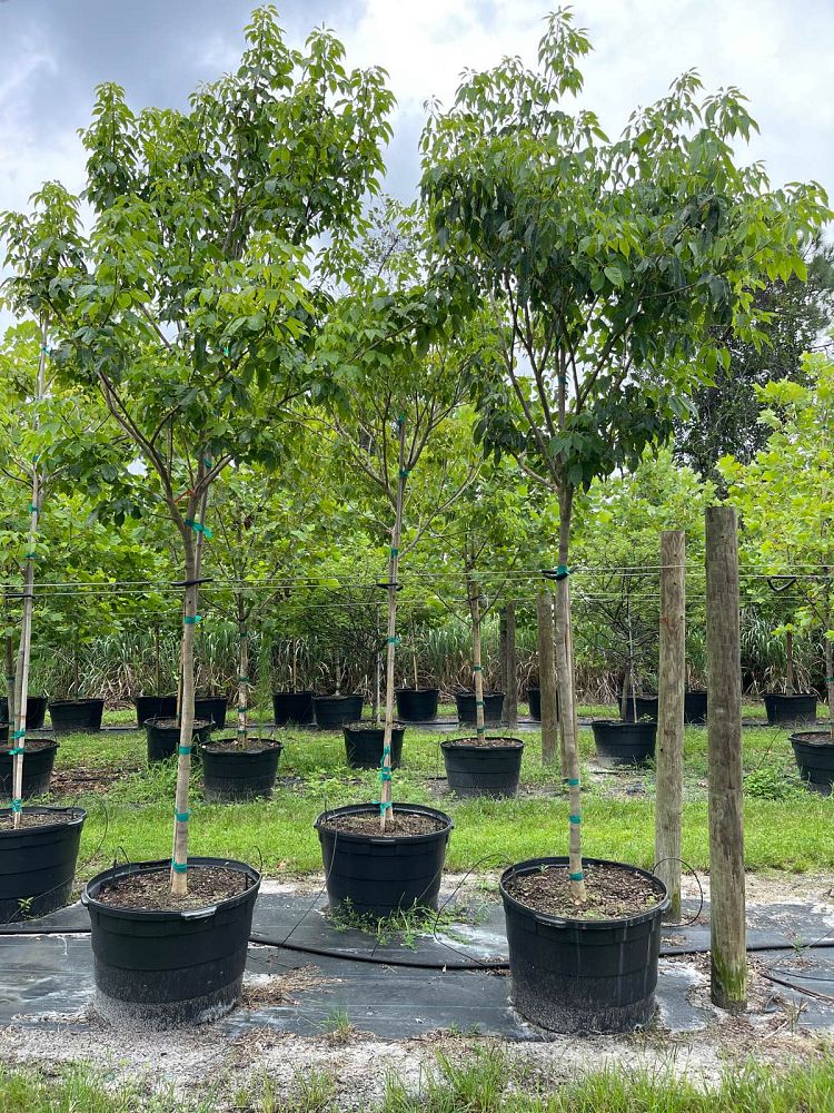 tabebuia-impetiginosa-purple-trumpet-tree