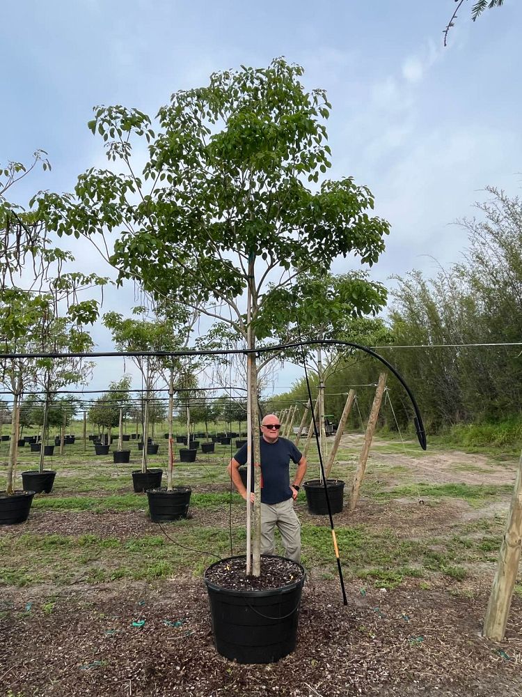 tabebuia-impetiginosa-purple-trumpet-tree