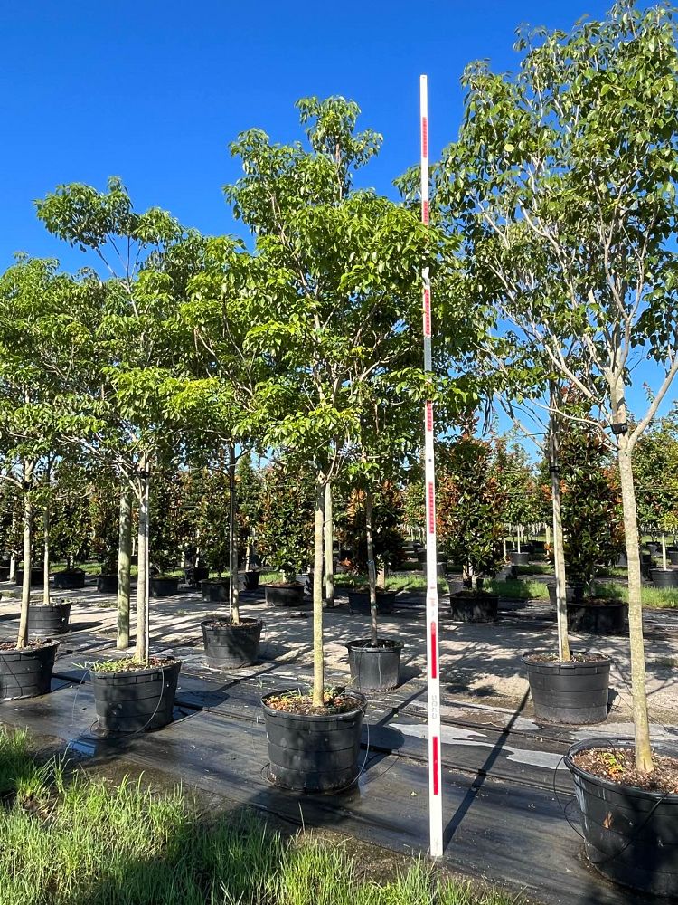 tabebuia-impetiginosa-purple-trumpet-tree