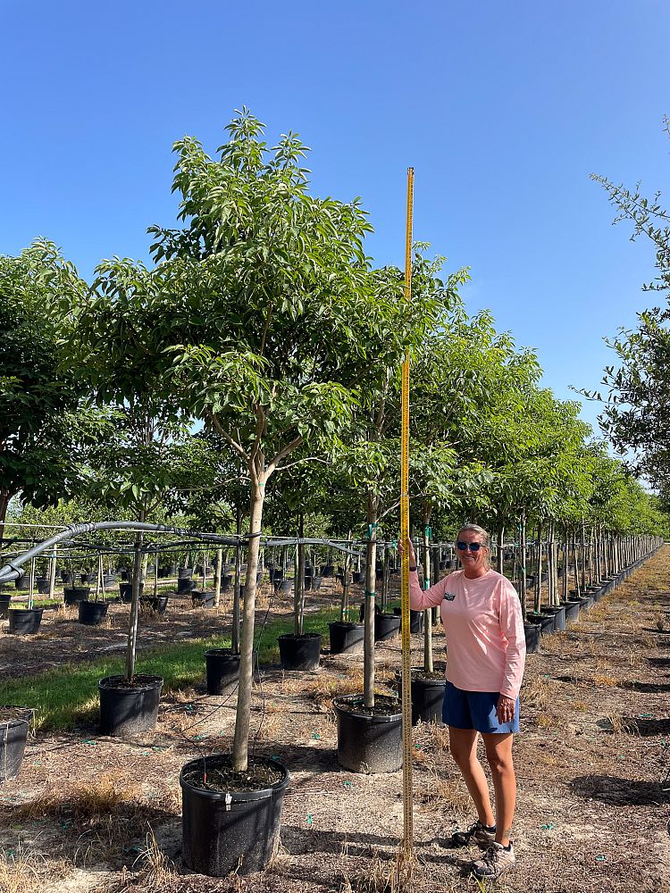 tabebuia-impetiginosa-purple-trumpet-tree