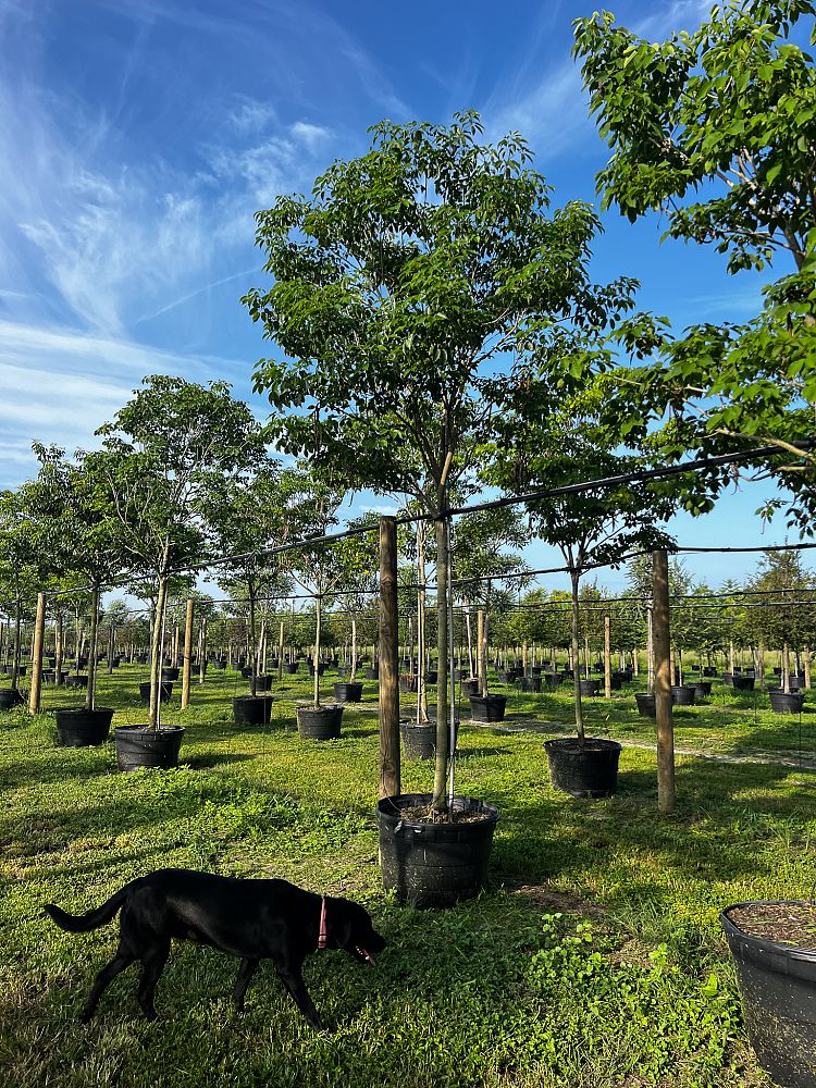 tabebuia-impetiginosa-purple-trumpet-tree