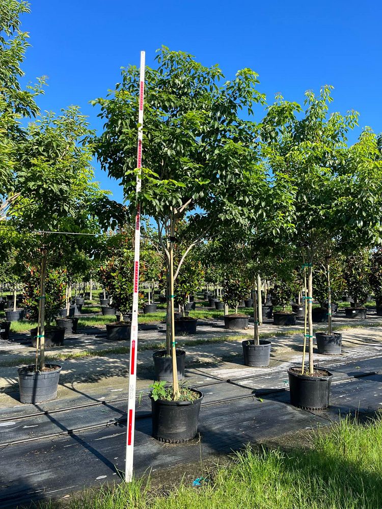 tabebuia-impetiginosa-purple-trumpet-tree