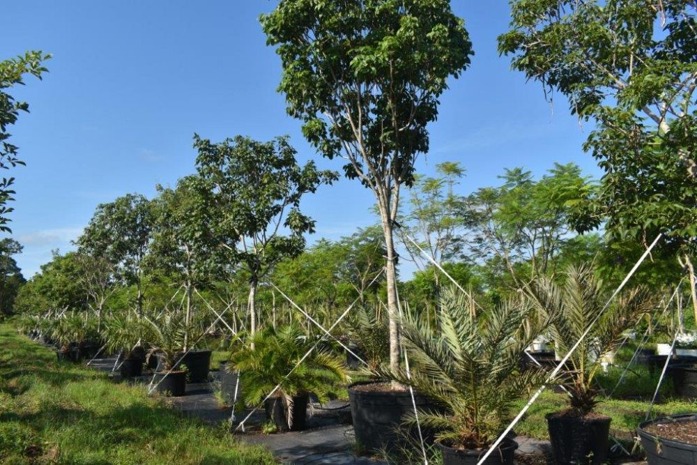 tabebuia-impetiginosa-purple-trumpet-tree