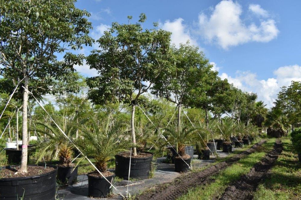 tabebuia-impetiginosa-purple-trumpet-tree