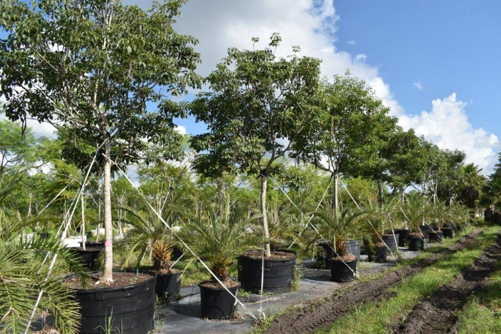 tabebuia-impetiginosa-purple-trumpet-tree