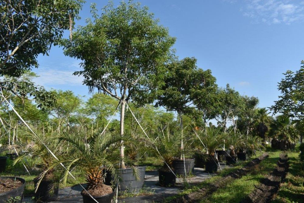 tabebuia-impetiginosa-purple-trumpet-tree