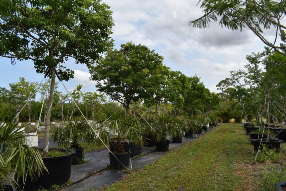 tabebuia-impetiginosa-purple-trumpet-tree