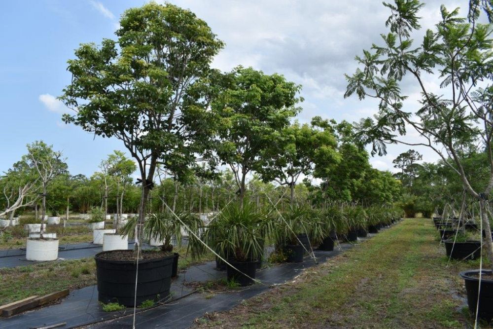 tabebuia-impetiginosa-purple-trumpet-tree