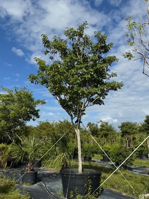 tabebuia-impetiginosa-purple-trumpet-tree
