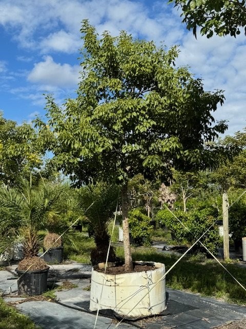 tabebuia-impetiginosa-purple-trumpet-tree