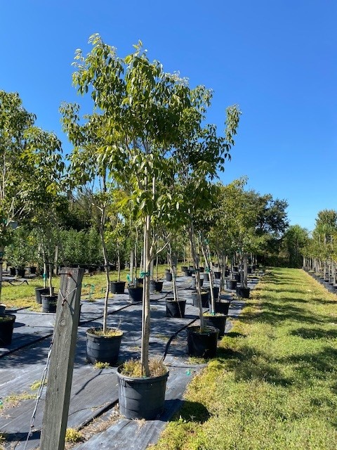 tabebuia-impetiginosa-purple-trumpet-tree