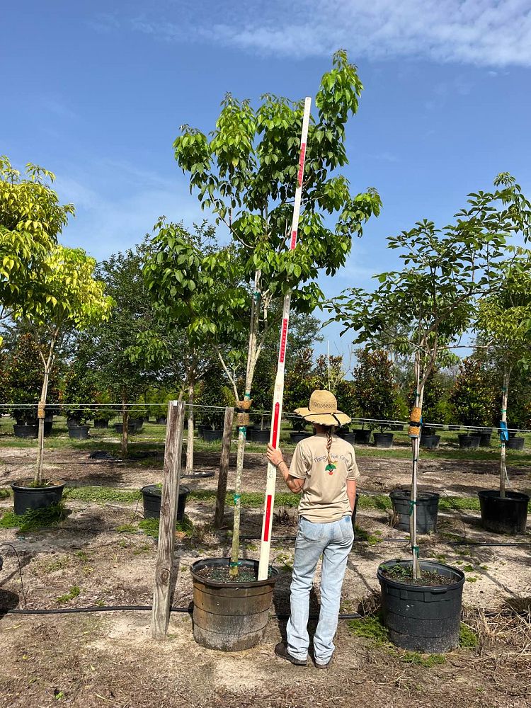 tabebuia-impetiginosa-purple-trumpet-tree