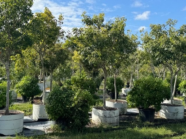 tabebuia-impetiginosa-purple-trumpet-tree