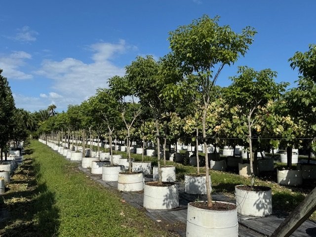 tabebuia-impetiginosa-purple-trumpet-tree