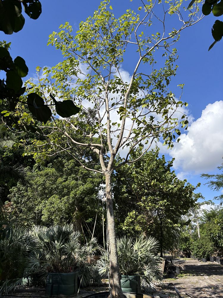 tabebuia-rosea-tabebuia-pentaphylla-salvador-pink-trumpet